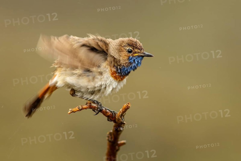 Bluethroat (Luscinia svecica), perched, Castile and Leon, Spain