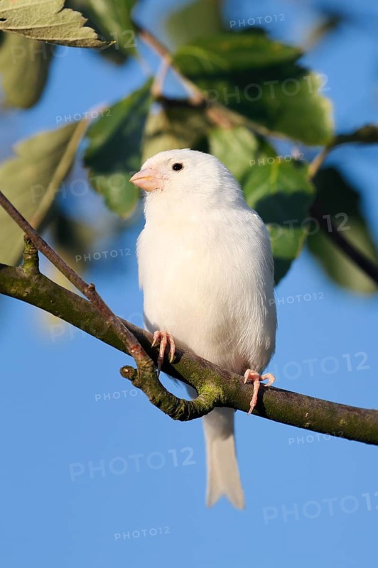Canary (Serinus canaria, domestic form), white, escaped bird, North Rhine-Westphalia, Germany