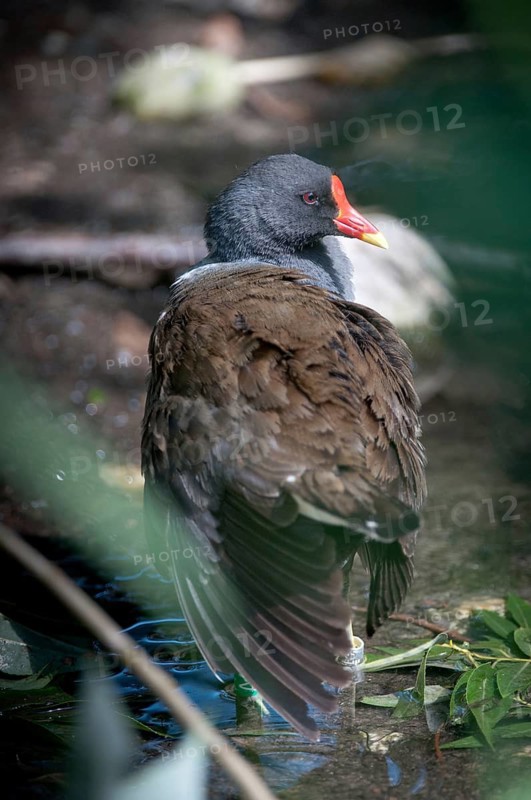 Gallinula chloropus, bogs, pond grouse, pond rail, birds, gruiformes, high size, portrait, crane birds, rails, railings, rallidae, swamp chicken, birds, waterbirds, waterbirds, waterbirds, waterbirds, waterbirds, waterhen