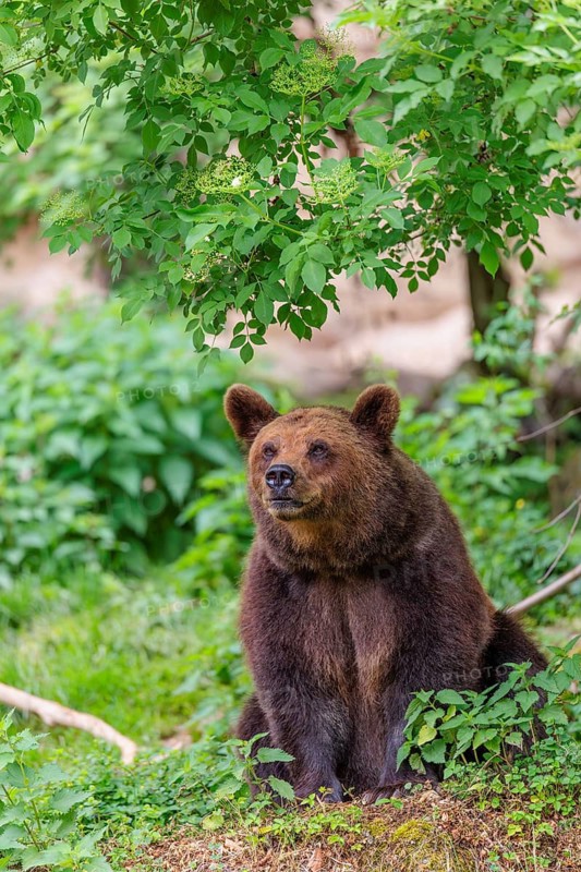 A female brown bear (Ursus arctos arctos) is sitting in dense vegetation on hilly terrain, sniffing the air. Transylvania, Romania
