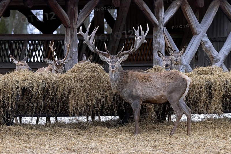 Supplemental winter feeding of mixed herd of red deer (Cervus elaphus) stags and hinds at hay rack, feeder in snow covered forest