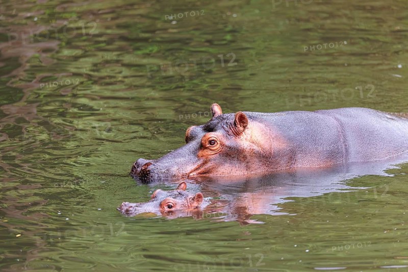 A young hippopotamus (Hippopotamus amphibius) rests in the water next to its mother. Democratic Republic of the Congo, Uganda, Tanzania, Kenya, Ethiopia, Somalia, Sudan, Gambia, South Africa
