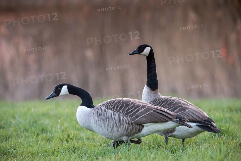 Branta canadensis, Canada goose, Canada goose, anatidae, birds, duckbirds, goose, geese, birds, waterbirds, waterbirds