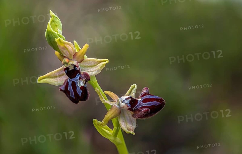 Black Ophrys, Granelli, Italy, Ophrys Atrata, Ophrys Incubacea, Orchidaceae, Orchids, Orchid Plants, Pantani Cuba and Longarini, Black Ragwurz, Migratory Bird Sanctuary Pantani Cuba & Longarini, Flora, Italy, Plants, Sicily, Foundation for Biodiversity