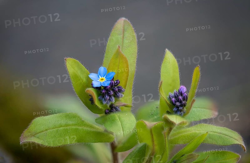 Field Forget-Me-Not, Boraginaceae, Myosotis Arvensis, Roughleaf Family, Forget-Me-Not, Field Forget-Me-Not, Flora, Plants