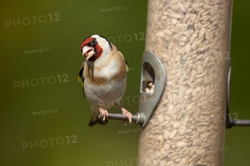 European goldfinch (Carduelis carduelis) adult garden bird eating sunflower hearts from a seed feeder, Suffolk, England, United Kingdom