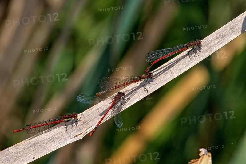 Adonis dragonfly, early Adonis dragonfly, large red damselfly, pyrrhosoma nymphula, aggregation, couple, damselflies, dragonflies, female, insects, leo, dragonflies, male, odonata, mating chain, female, zygoptera