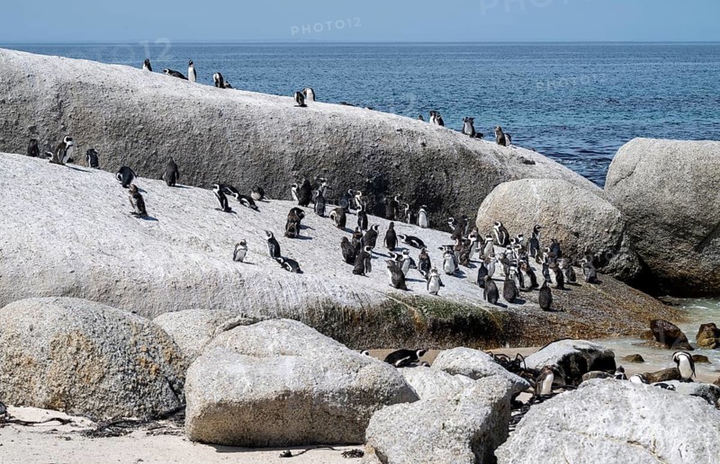Penguin colony, African penguin (Spheniscus demersus), Boulder Beach, Western Cape, Simon's Town, South Africa