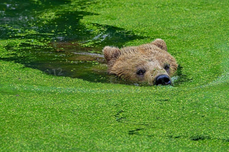 Swimming European brown bear (Ursus arctos) cooling down, chilling in water of pond covered in duckweed on a hot day in summer