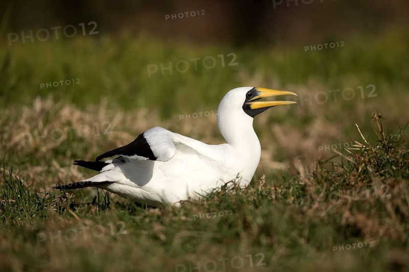 Masked Booby (Sula dactylatra tasmani) perched on the ground, Norfolk Island