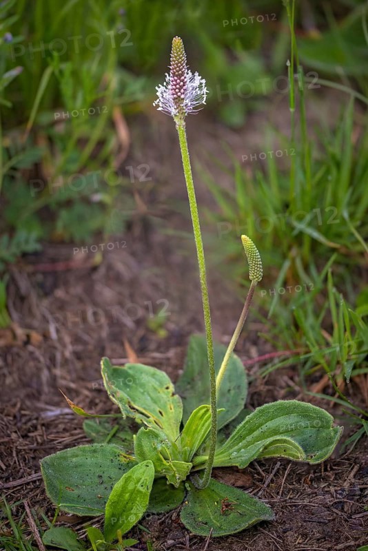 Medium plantain, plantaginaceae, plantago media, plantain plants, flora, high size, hoary plantain, portrait format, plants