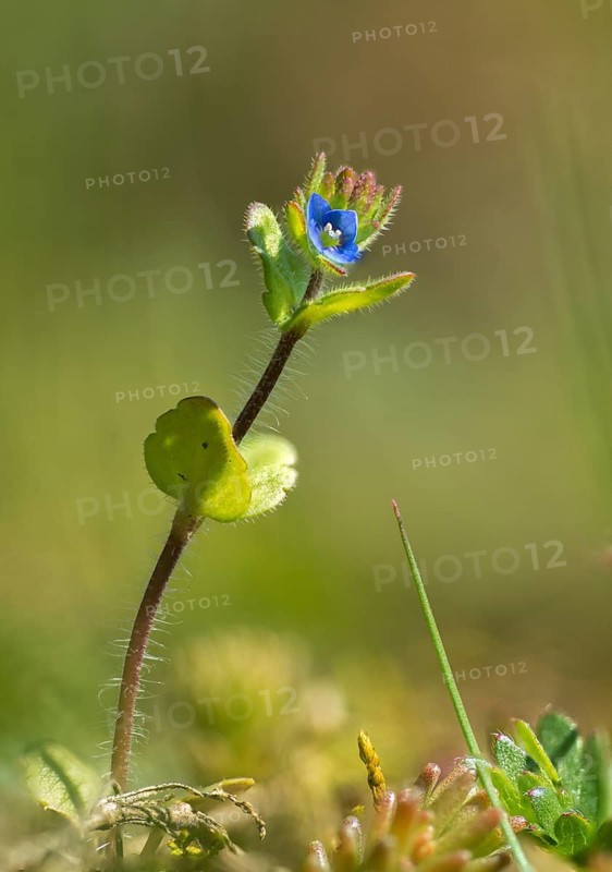 Field Prize, Plantaginaceae, Veronica Arvensis, Plantain, Common Speedwell, Corn Speedwell, Field Speedwell, Flora, High Size, Portrait Format, Plants, Rock Speedwel, Wall Speedwell