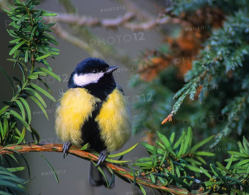 Great tit, great tit, parus major, birds, leo, tit, passeri, songbirds, songbirds, tits, birds