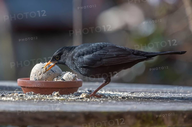 Male blackbird (Turdus) at the feeding place, Bavaria, Germany