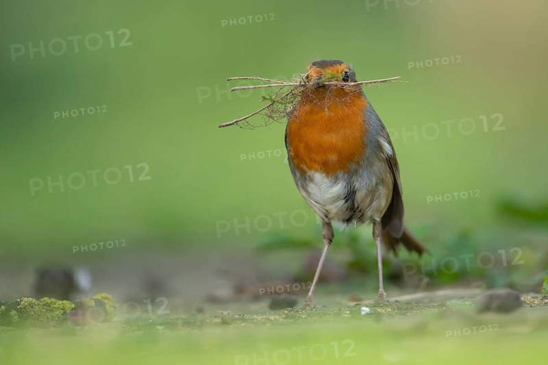 European robin (Erithacus rubecula) adult garden bird with nesting material in its beak in spring, Suffolk, England, United Kingdom
