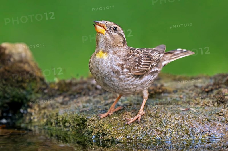 Rock sparrow, rock petronia (Petronia petronia petronia, Fringilla petronia) drinking water from pool in spring, Spain