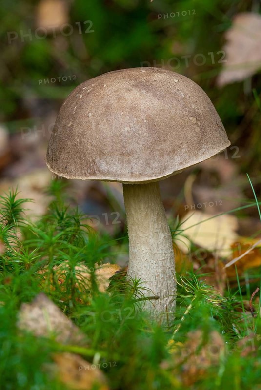 Birch mushroom, birch root, birch bolete, boletaceae, boletus scaber, thick-bolete relatives, goatmushroom, capuchin bolete, krombholzia scabra, leccinum rotundifoliae, leccinum scabrum, rough-stemmed bolete, birch bolete, fungi, fungus, high size, portrait format, mushrooms, scaber stalk