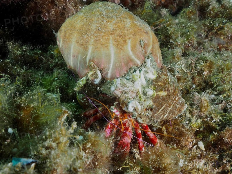 A Red Hermit Crab (Dardanus calidus) with its parasitic rose (Calliactis parasitica), dive site in the Cap de Creus Marine Protected Area, Rosas, Costa Brava, Spain, Mediterranean Sea