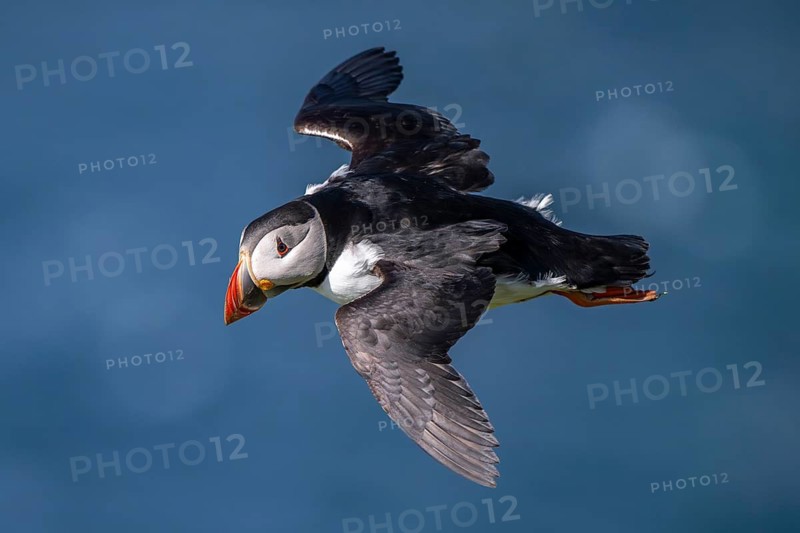Puffin (Fratercula arctica), in flight, Hermaness National Nature Reserve, Unst, Shetland Islands, Scotland, United Kingdom