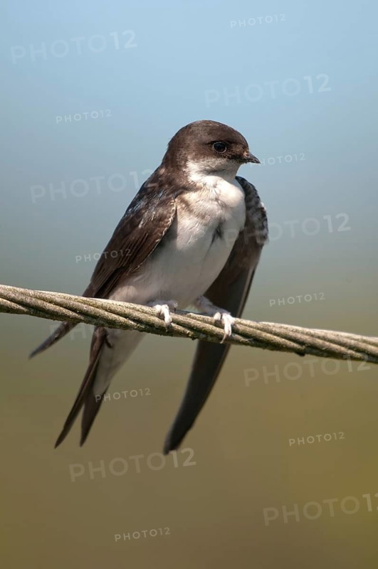 Delichon urbica, house martin, house martins, birds, plumage care, adolescent, high size, portrait, juvenile, passeri, preening, swallows, songbirds, birds