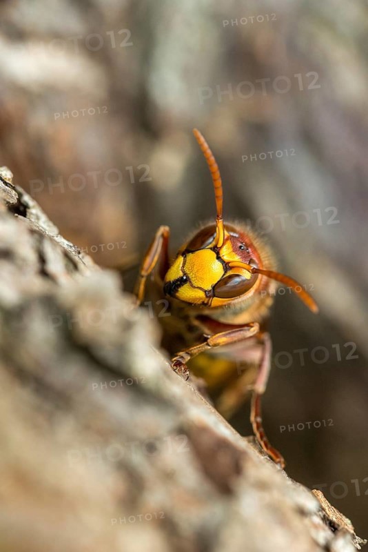 European hornet, hymenoptera, vespa crabro, wrinkle wasps, high size, portrait format, hornet, insects, insects