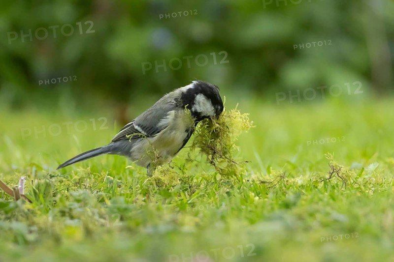 Great tit (Parus major) adult bird collecting moss for nesting material from a garden lawn in spring, Suffolk, England, United Kingdom
