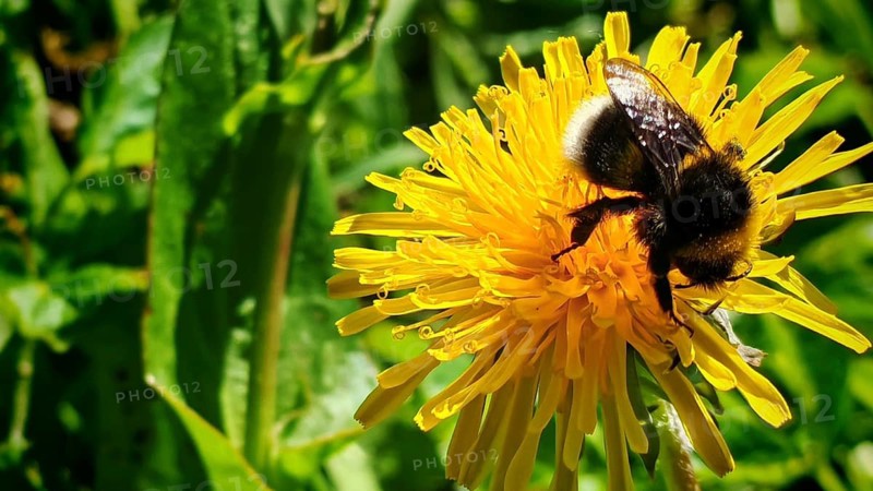A bee (avis) collects pollen from a yellow dandelion flower (taraxacum), Rennsteig, Franconian Forest nature park Park, Upper Franconia