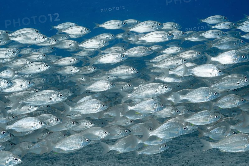 A large school of fish, including the armpit-spotted sea bream (Pagellus acarne), swim just below the surface, dive site: the wreck of the Meteor, a Russian hydrofoil, Arguineguín, Gran Canaria, Spain, Europe, Atlantic Ocean