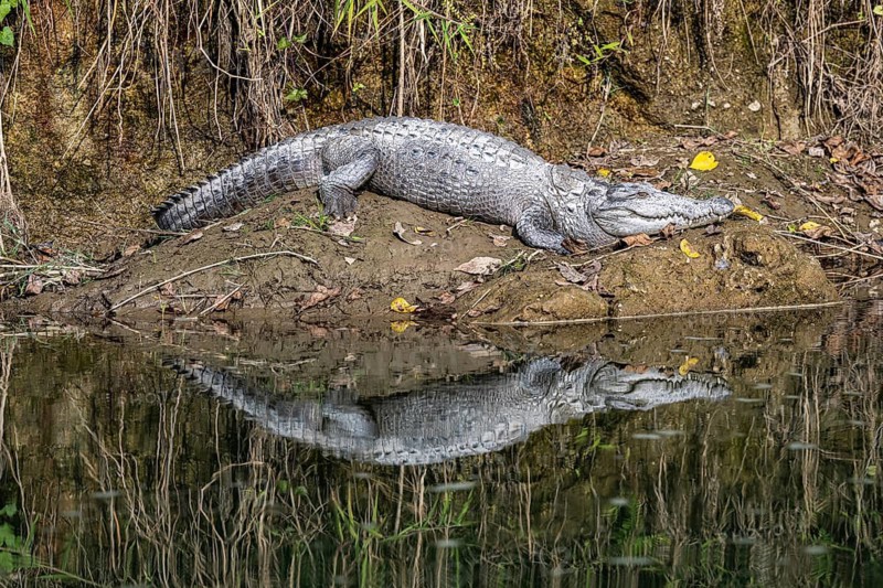 Swamp crocodile, mugger (Crocodylus palustris) on a riverbank, reflection in the water, Rapti River, jungle, Chitwan National Park, Nepal