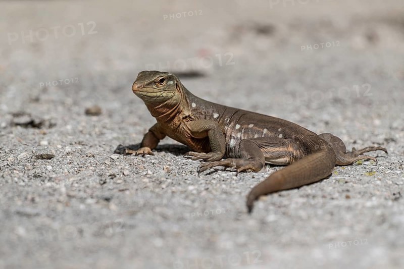 Rennechse (Cnemidophorus), Curaçao