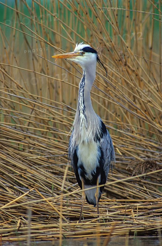 Ardea cinerea, heron, gray heron, adult, birds, ciconiiformes, adult, sexually mature, high size, portrait format, leo, heron, walking birds, waitbirds, birds, tongue