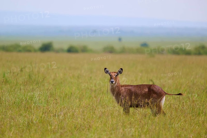 An antelope gazes expectantly out across the vast, green grasslands of the savannah beneath a blue sky: Defassa waterbuck (Kobus defassa), Masai Mara National Reserve, Narok County, Kenya