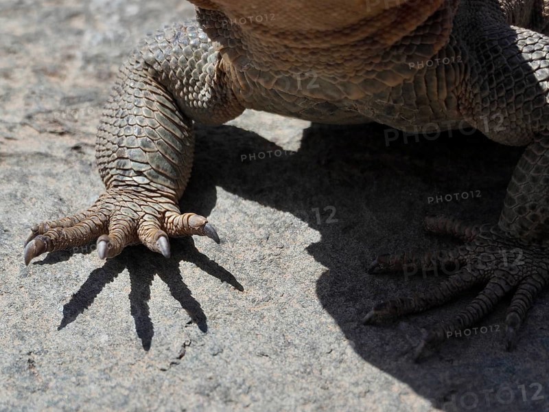 Close-up of the claws of a Gran Canaria giant lizard (Gallotia stehlini), showing their unique scaly texture, Gran Canaria, Spain