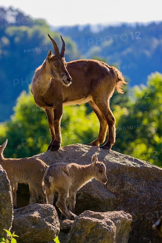 One adult female ibex (Capra ibex) and two of her babies standing on rocks