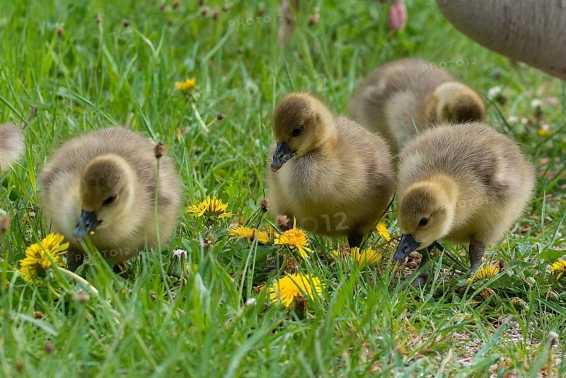 Anser Anser, Dunenjunge, Elsteral, Germany, gray goose, Greiz, Greizer Park, Grelag Goose, chicks, Thuringia, Anatidae, birds, duckbirds, goose, geese, pullus, Vogtland, birds, waterbirds, waterbirds