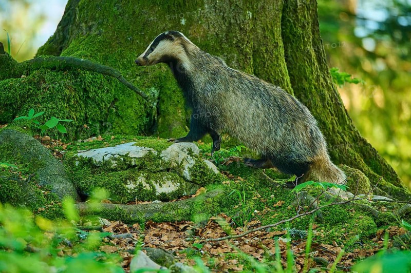 A badger climbs a moss-covered tree in a green forest, European badger (Meles meles), Slovenia