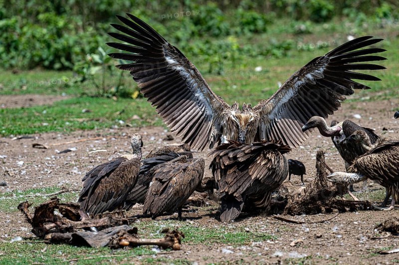 Vulture, slender-billed vulture (Gyps tenuirostris), Chitwan National Park, Terai, Nepal