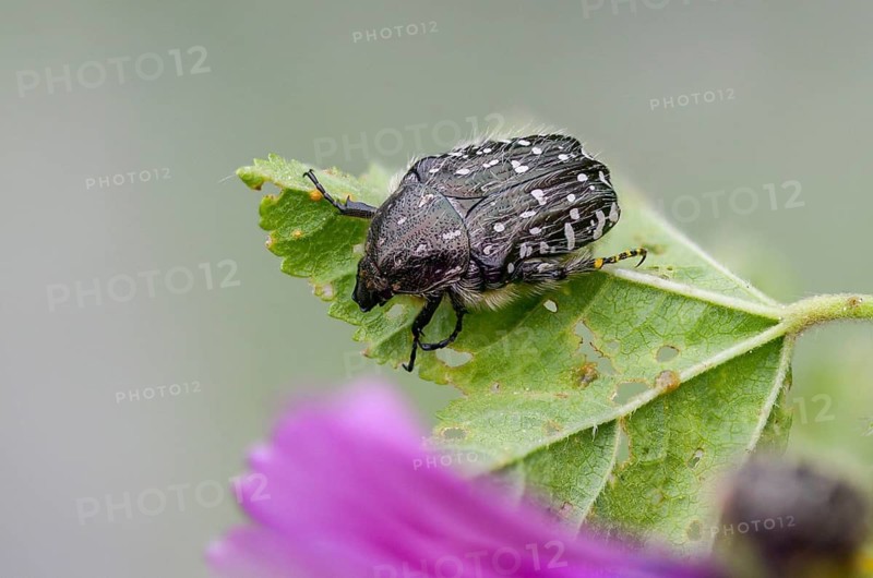Leaf horn beetle, oxythyrea funesta, rose beetle, scarabaeidae, weeping rose beetle, white spotted rose beetle, beetle, coleoptera, insects, beetles