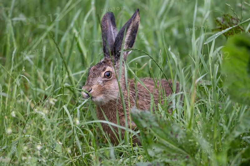 European hare (Lepus europaeus), Lower Saxony, Germany