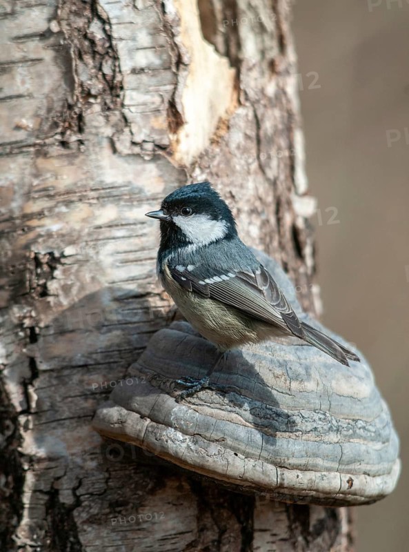 Coal tit, parus ater, periparus ater, pine tit, birds, high size, portrait format, tits, passeri, songbirds, tits, birds