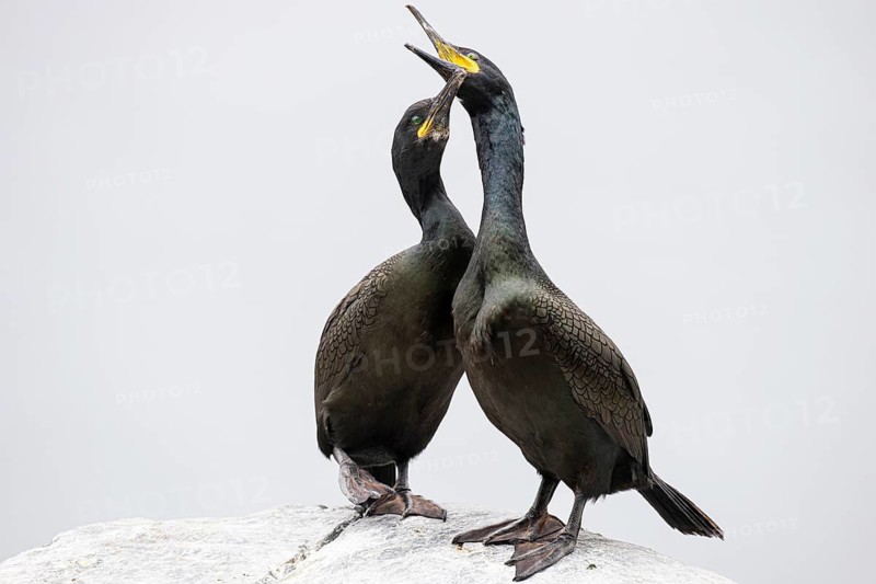 Cormorant (Gulosus aristotelis), breeding pair during mating, Hornøya Island, Vardø, Varanger, Finnmark, Norway