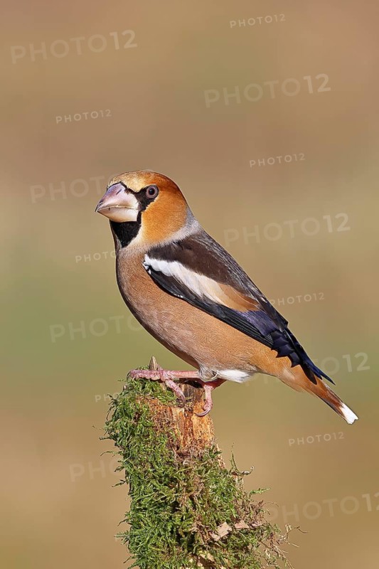 Hawfinch (Coccothraustes coccothraustes), male, perched on a moss-covered branch, Wilnsdorf, North Rhine-Westphalia, Germany