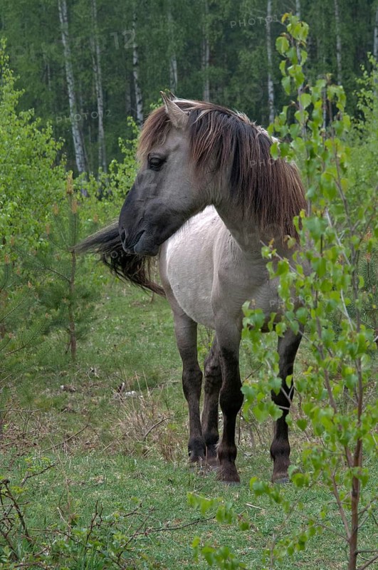 Equus Caballus sspec., horse, konic, odd-toed ungulates, perissodactyla, domesticated animals, pet, high size, portrait format, horses, mammals, ponies, mammals, impaired ungulates
