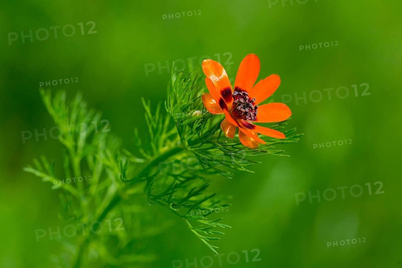 Adonis aestivalis, adonis florets, blood eye, Czech Republic, buttercup family, little devil's eye, ranunculaceae, summer adonis florets, summer blood droplets, Czech Republic, blood droplets, flora, plants, plants, summer pheasant's-eye
