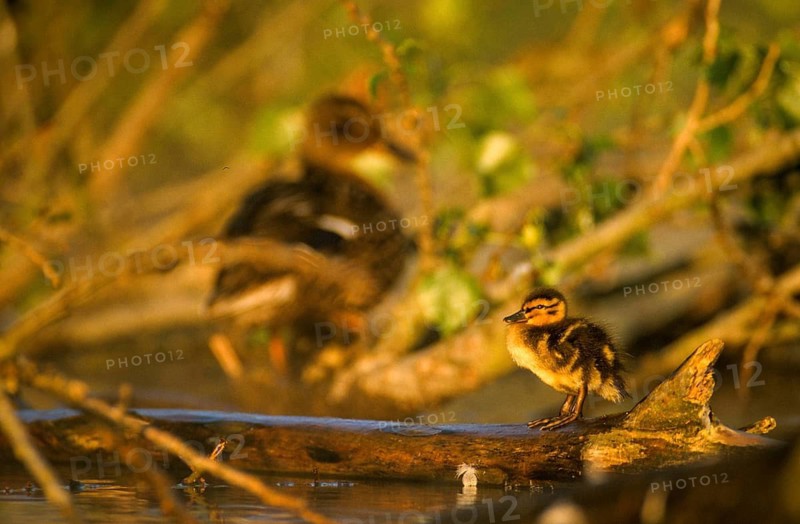Anas platyrhynchos, dunes, chicks, mallard, mallard, anatidae, birds, ducks, ducks, ducks, leo, pullus, birds, waterbirds