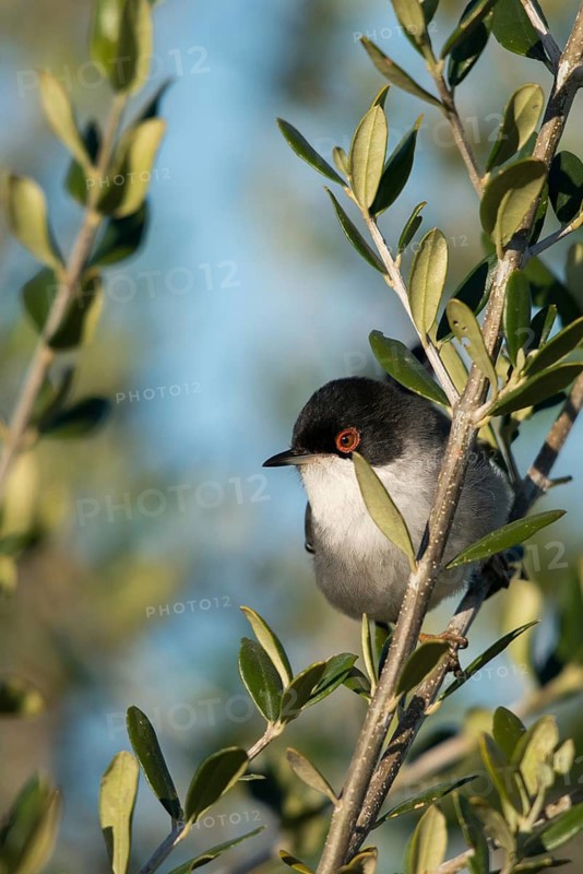 Granelli, Italy, Pantani Cuba and Longarini, velvet warbler, Sardinian warbler, Sylvia melanocephala, migratory bird sanctuary, Pantani Cuba & Longarini migratory bird sanctuary, birds, high size, portrait format, Italy, passeri, songbirds, Sicily, songbirds, foundation pro biodiversity, birds