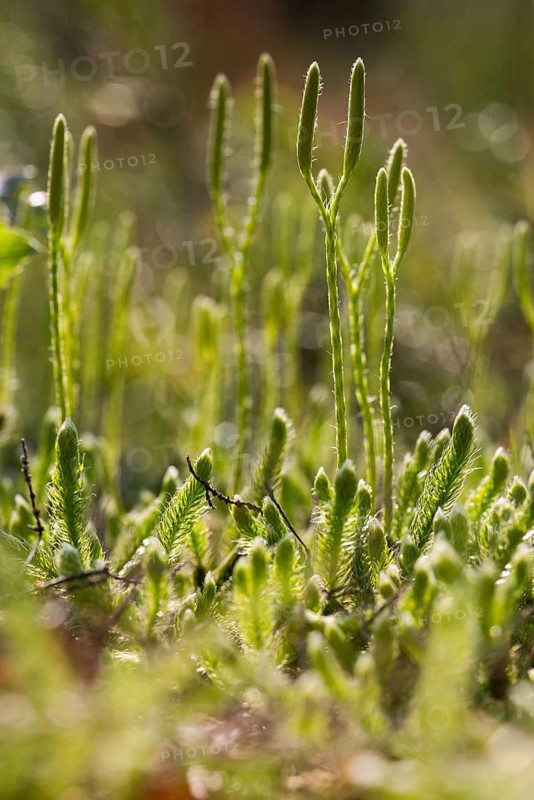 Bear lobes, vascular plants, clubbear lobe, Lycopodiaceae, Lycopodium clavatum, tracheophyta, wolf claw, bear lop, flora, ground pine, high size, portrait format, plants, running clubmoss, stag's-horn clubmoss, stag's-horn clubmoss
