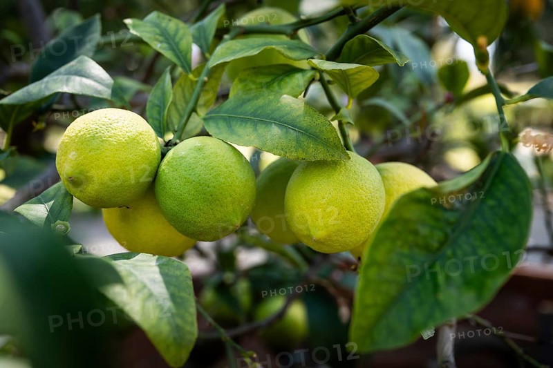 Several lemons hanging on a branch, lemon tree, Villa Poggio a Caiano garden, Poggio a Caiano, Tuscany, Italy