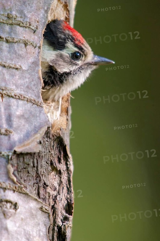 Dendrocopos minor, dryobates minor, small woodpecker, lesser spotted woodpecker, birds, adolescent, high size, portrait, juvenile, piciforms, woodpeckers, birds, woodpecker