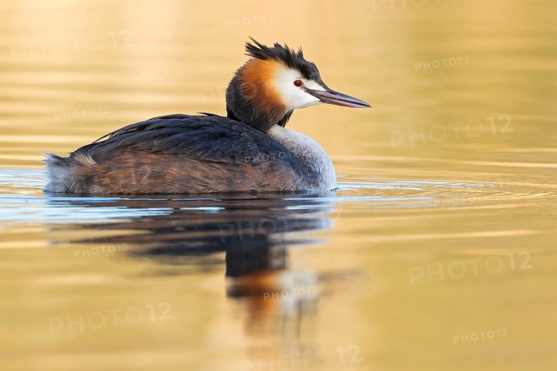 A great crested grebe swimming in the water, (Podiceps Scalloped ribbonfish), animals, birds, waterfowl, grebe family, side view, NSG Wagbachniederung, Waghäusel, Baden-Würrttemberg, Federal Republic of Germany